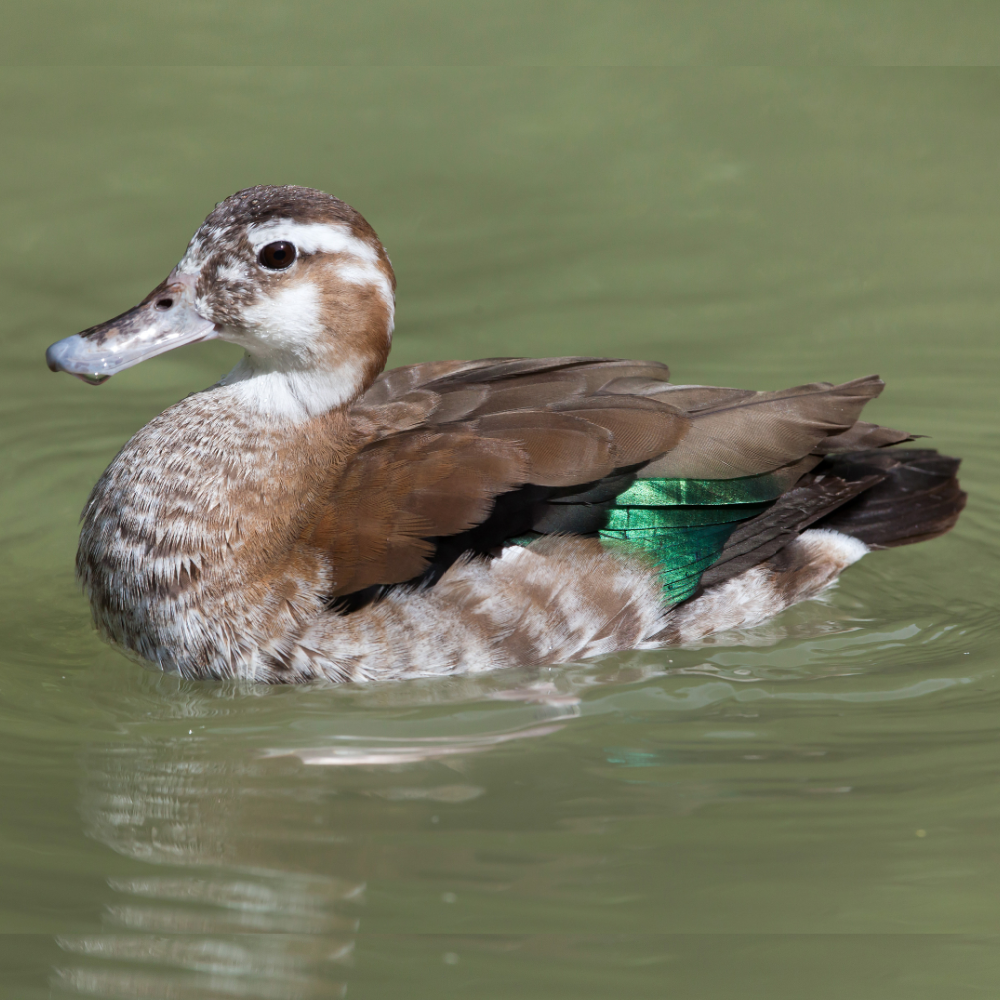 Ringed Teal Duck Yearling Pair - Image 2