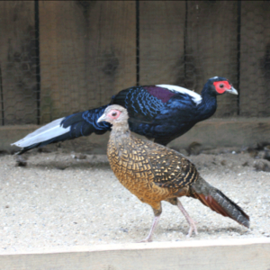 Available Exotic Pheasants for sale
