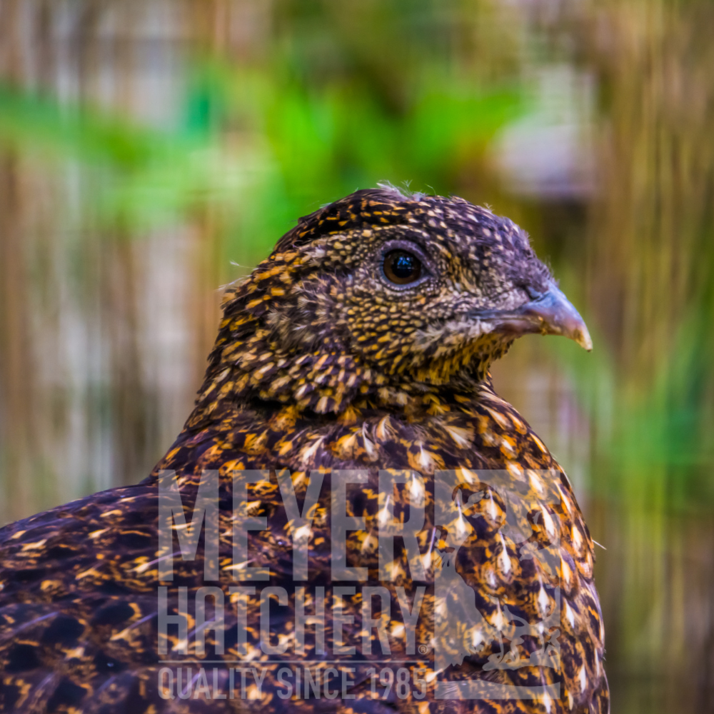 Temmincks Tragopan Pheasant Juvenile Pair - Image 2