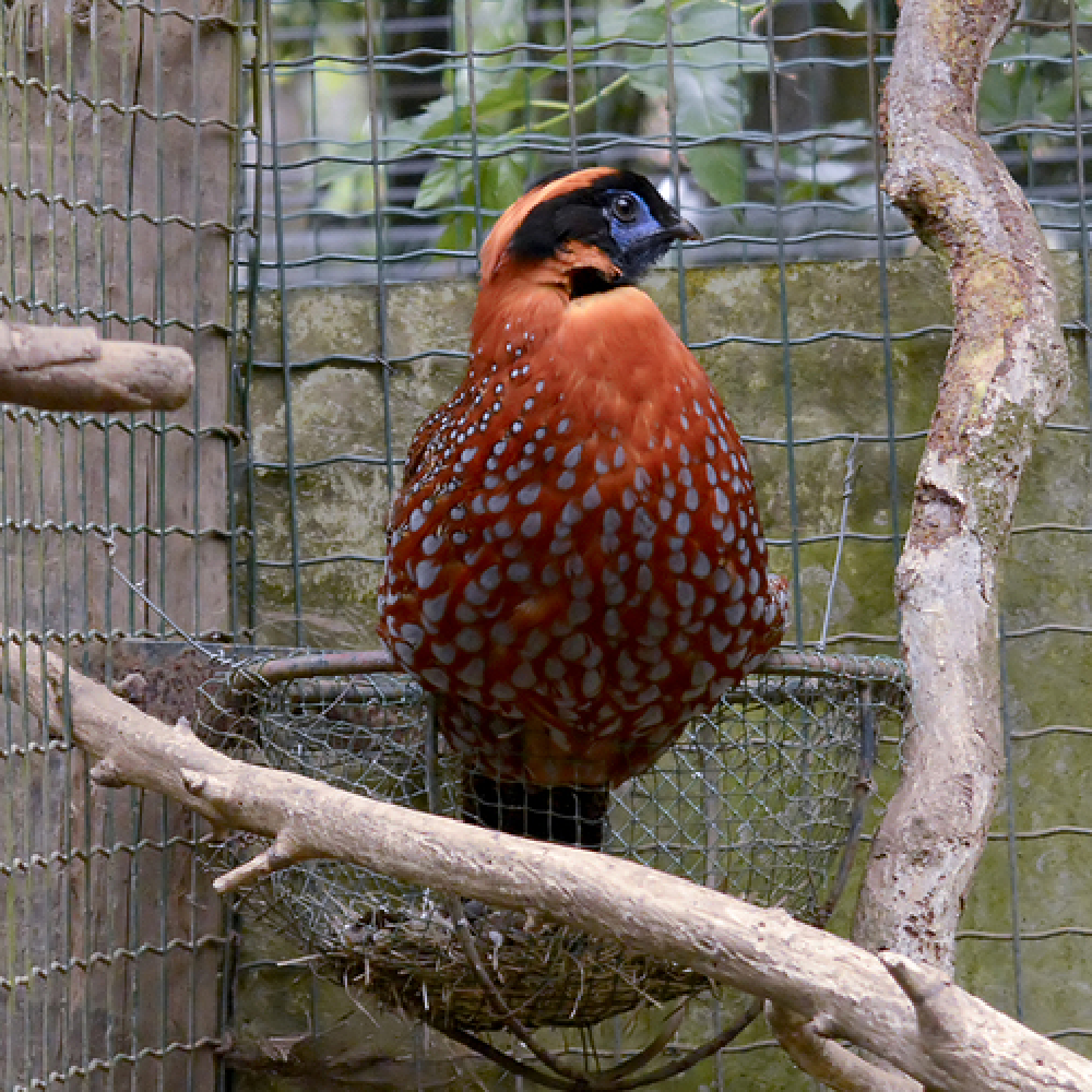 Temmincks Tragopan Pheasant Juvenile Pair - Image 3
