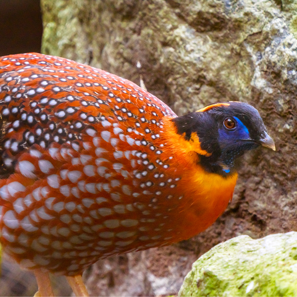 Temmincks Tragopan Pheasant Juvenile Pair
