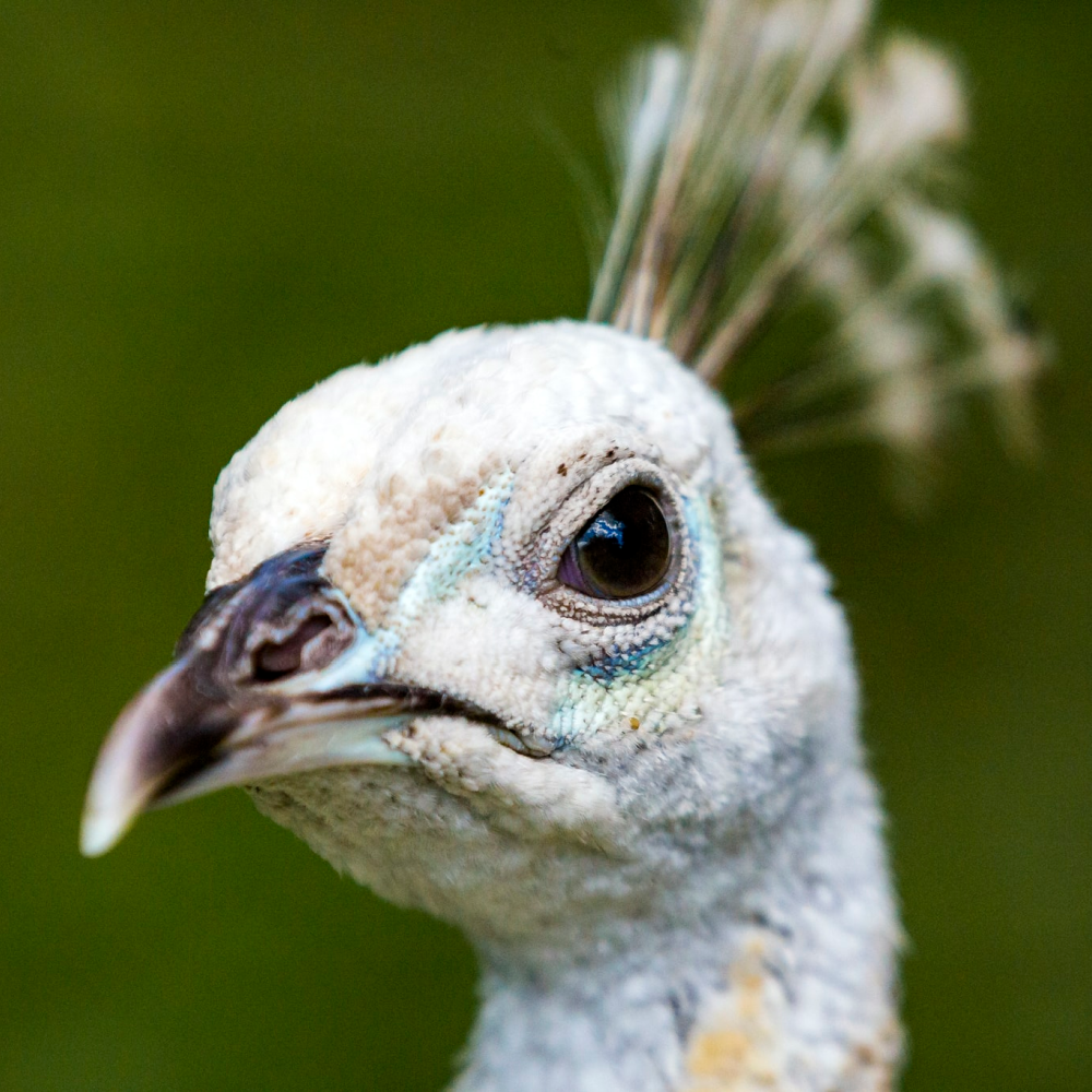 White Peafowl Yearling Pair - Image 7