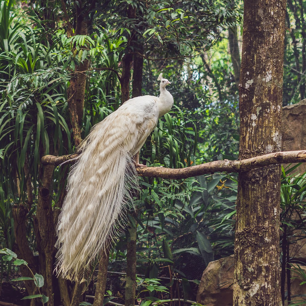 White Peafowl Yearling Pair - Image 2