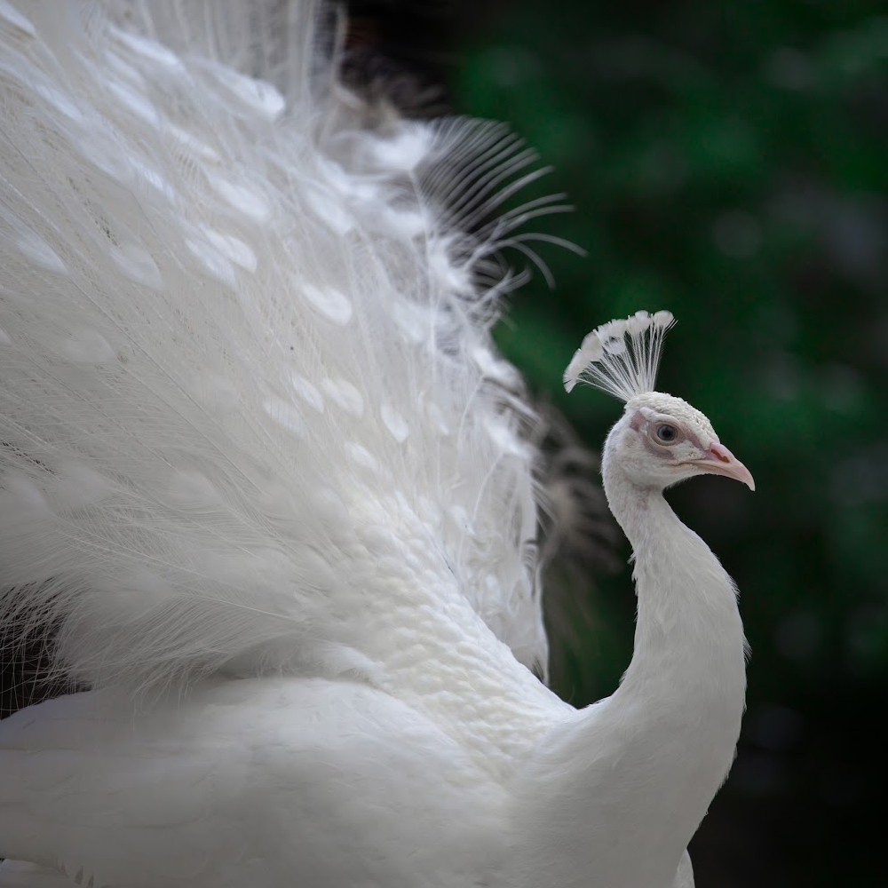 White Peafowl Yearling Pair - Image 3