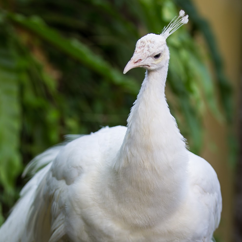 White Peafowl Yearling Pair (7)