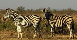 what to consider before you buy a zebra