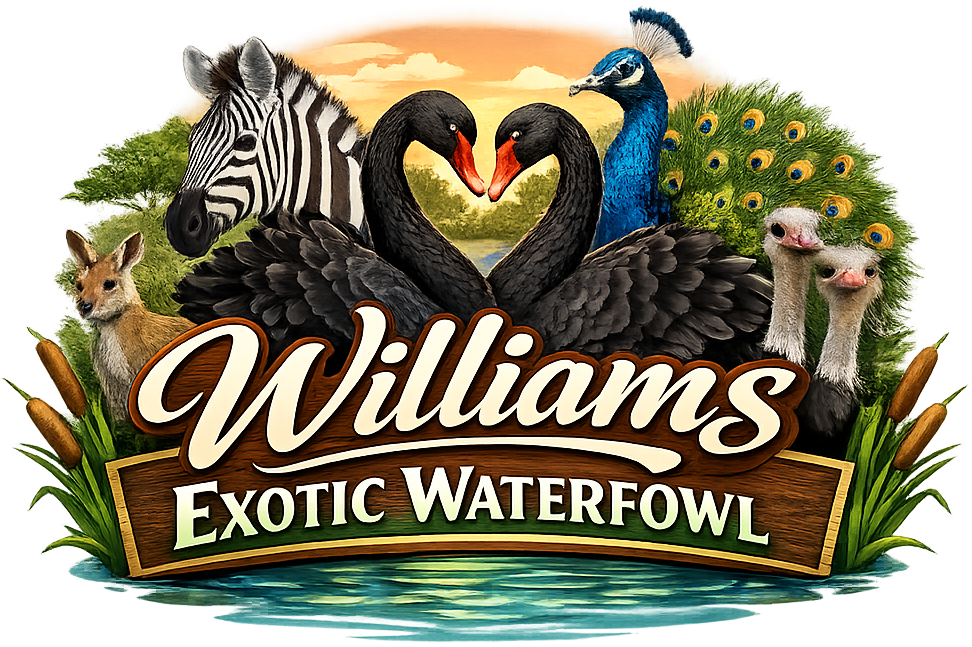 Williams Exotic Waterfowln