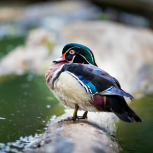 Wood Duck Yearling Pair