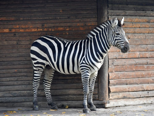 Available Zebras for Sale - Image 2