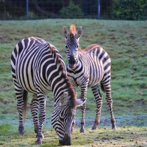 Available Zebras for Sale