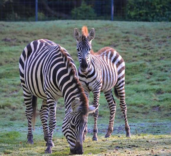 Available Zebras for Sale