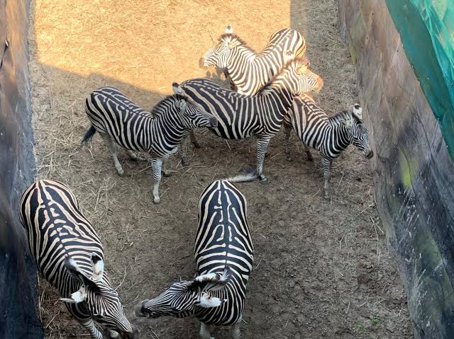 Available Zebras for Sale - Image 3