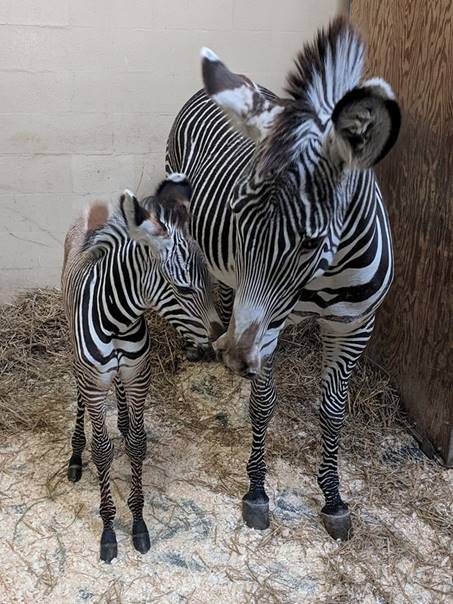 Available Zebras for Sale
