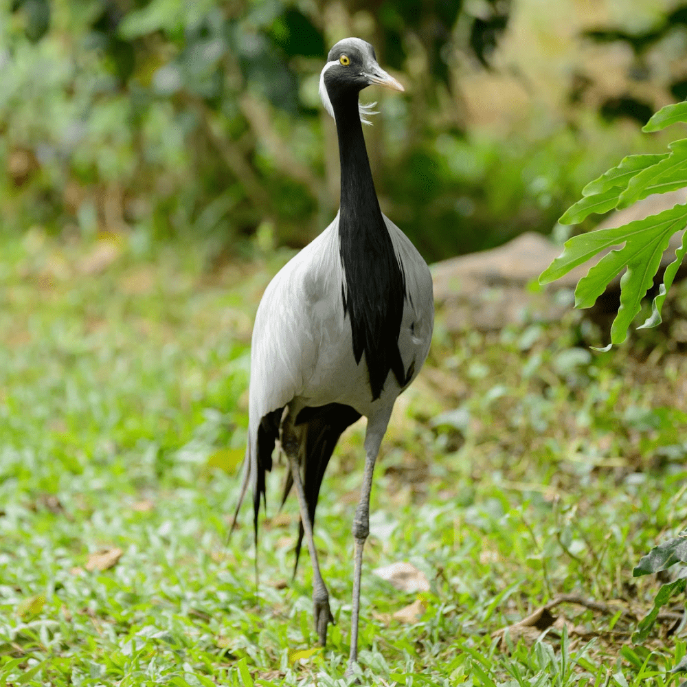 Demoiselle Crane - Image 2