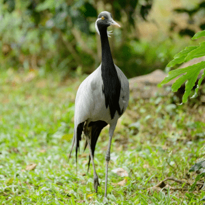 Demoiselle Crane