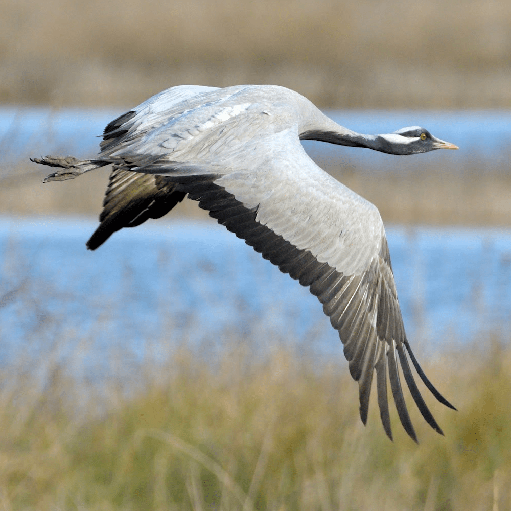 Demoiselle Crane - Image 3