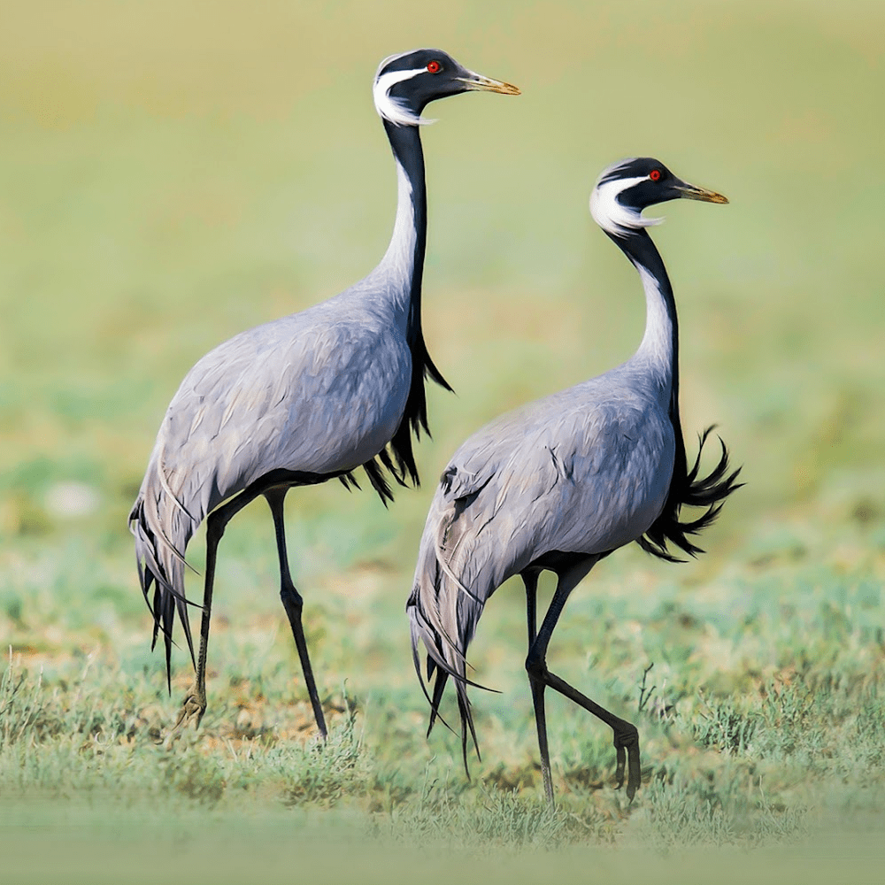 Demoiselle Crane - Image 4