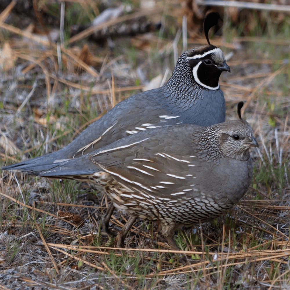 Juvenile Quail Package - Image 3