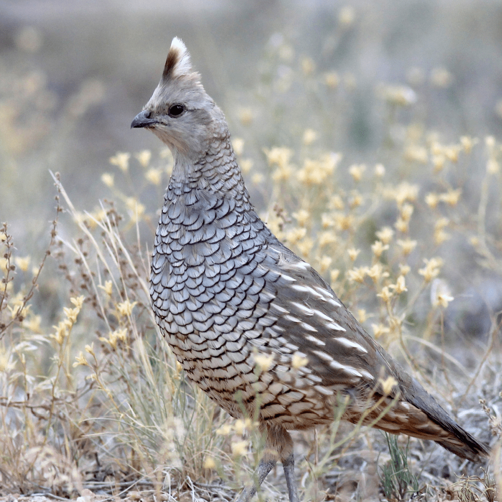 Juvenile Quail Package - Image 4