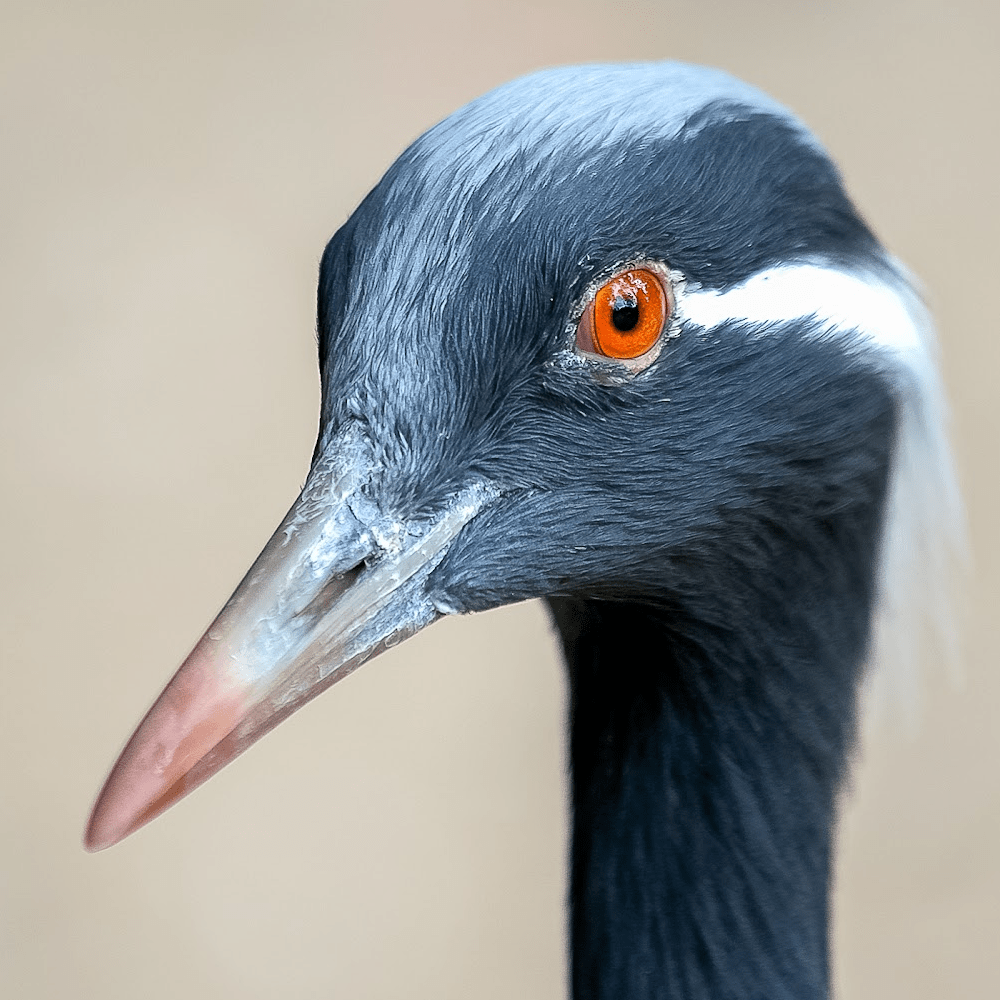 Demoiselle Crane - Image 5