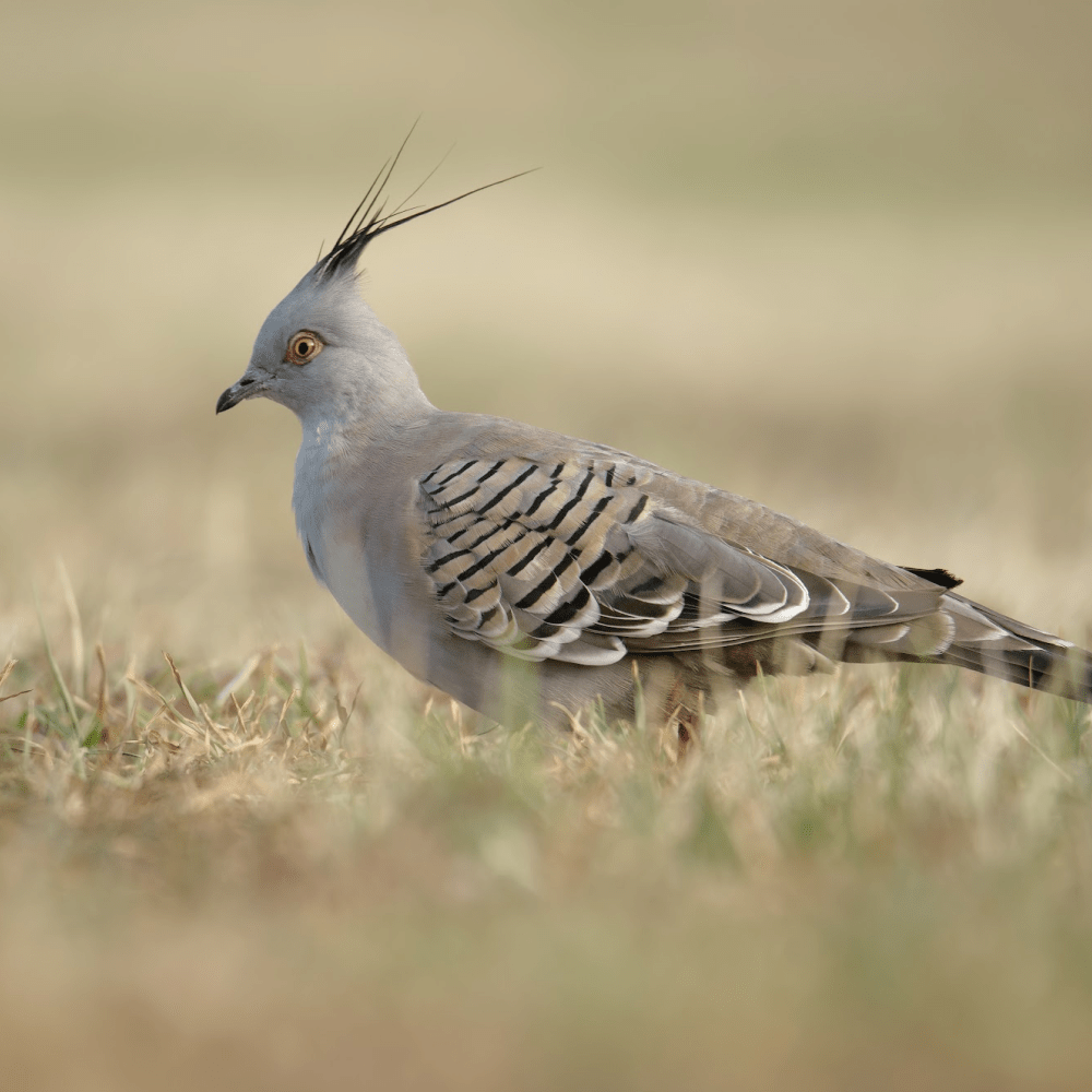 Crested Pigeon 6 Month Old Pair - Image 2
