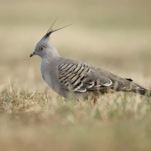 Crested Pigeon 6 Month Old Pair
