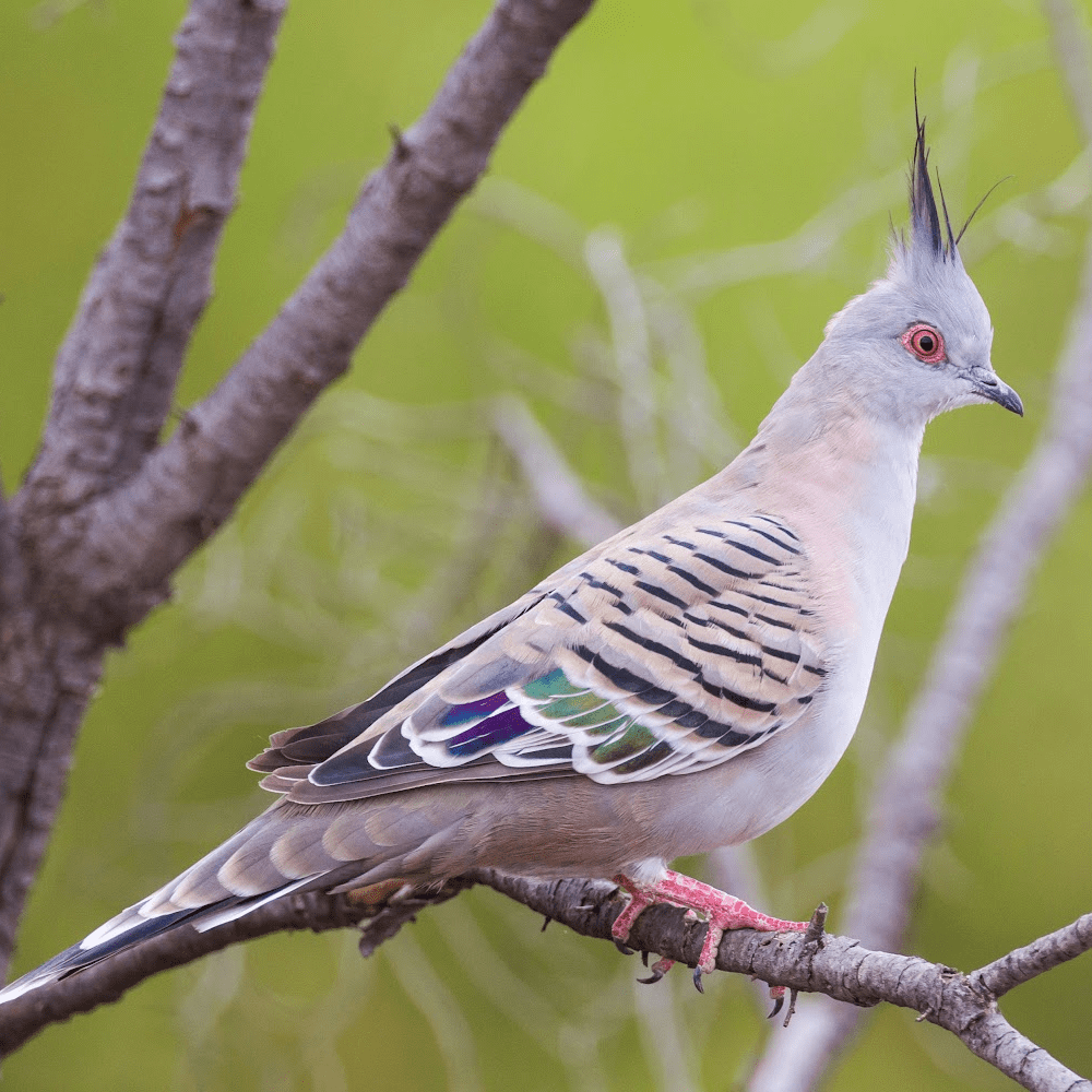 Crested Pigeon 6 Month Old Pair - Image 3
