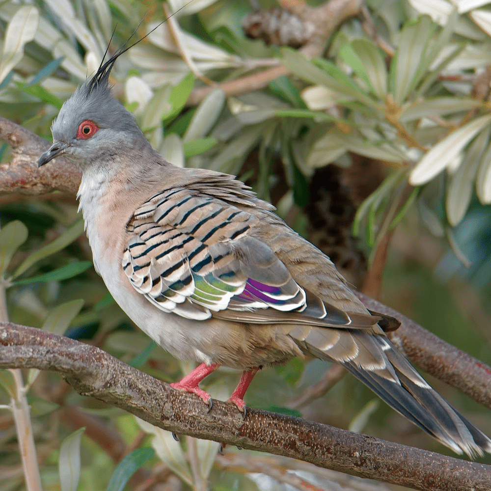Crested Pigeon 6 Month Old Pair - Image 4
