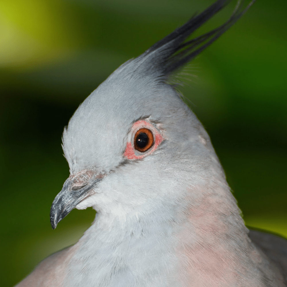 Crested Pigeon 6 Month Old Pair - Image 5