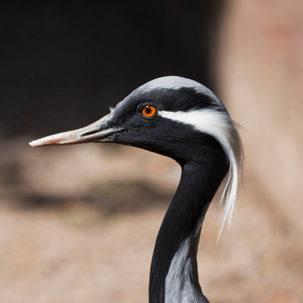 Demoiselle Crane - Image 6