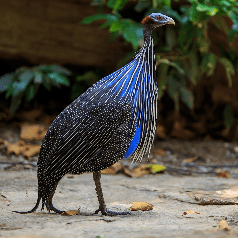 Vulturine Guinea Fowl Juvenile Pair - Image 3