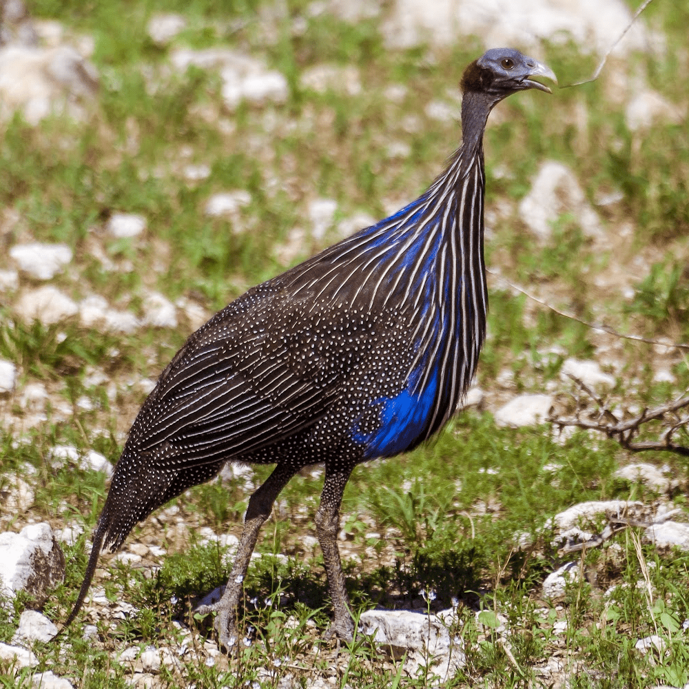 Vulturine Guinea Fowl Juvenile Pair - Image 4