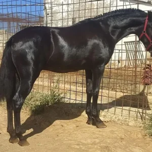 Andalusian Horse | Pure Spanish Horses