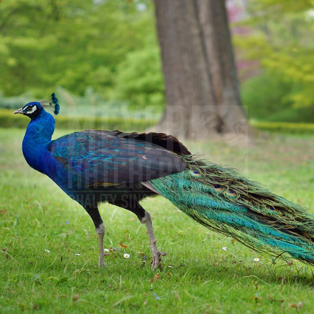 Black Shoulder Peafowl Juvenile Pair - Image 2
