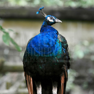 black shoulder peafowl juvenile pair