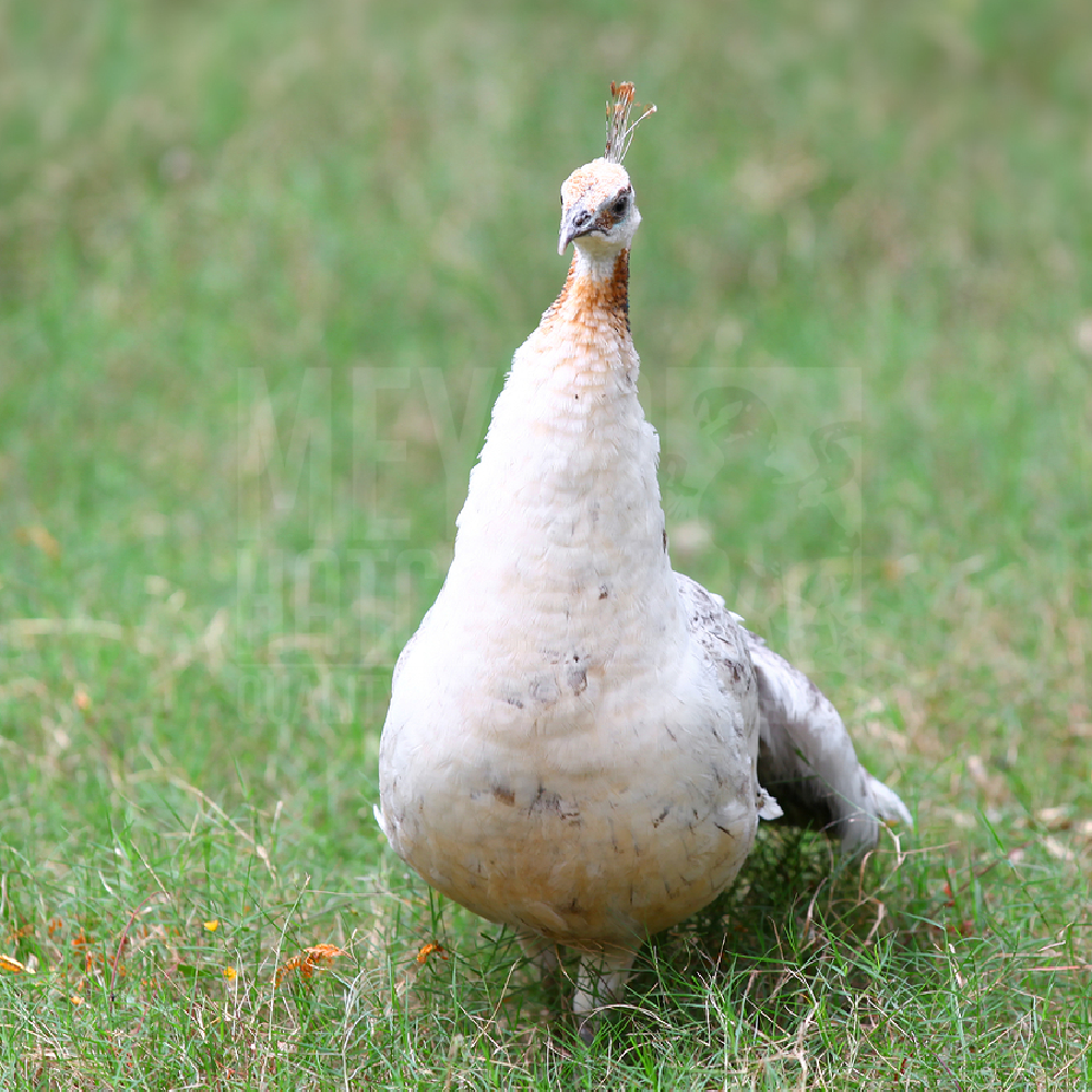 Black Shoulder Peafowl Juvenile Pair - Image 5