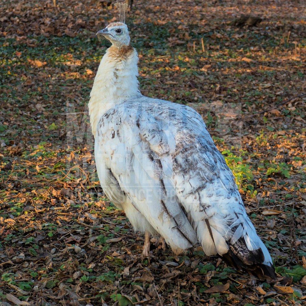Black Shoulder Peafowl Juvenile Pair - Image 4