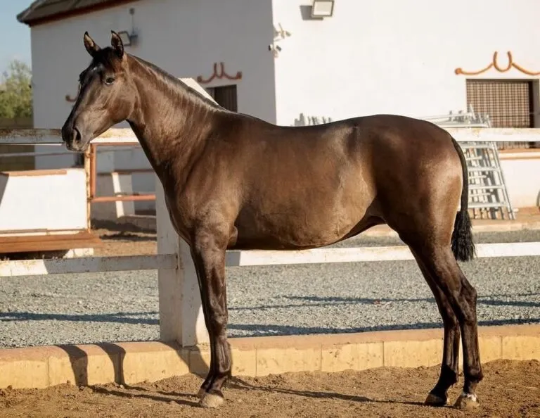 Andalusian Horse | Pure Spanish Horses - Image 2