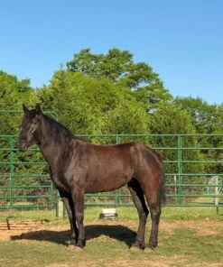 Mustang Dark Horse For Sale | Wild & Gentle Mustangs - Image 2