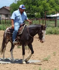 Mustang Dark Horse For Sale | Wild & Gentle Mustangs - Image 3