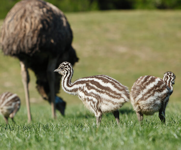 DNA Sexed Emu Chicks For Sale - Image 2