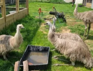 Emu for sale