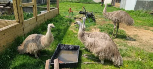Emu for sale