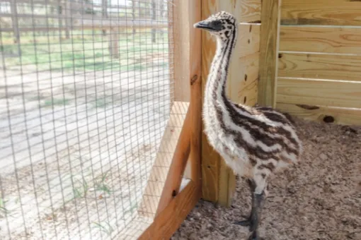 Emu for sale