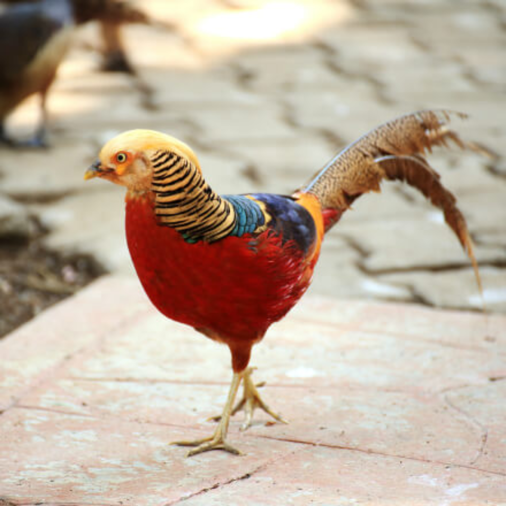Red Golden Pheasant Juvenile Pair - Image 2