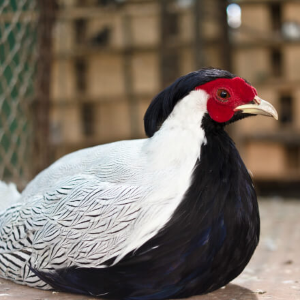 Silver Pheasant Juvenile Pair - Image 2