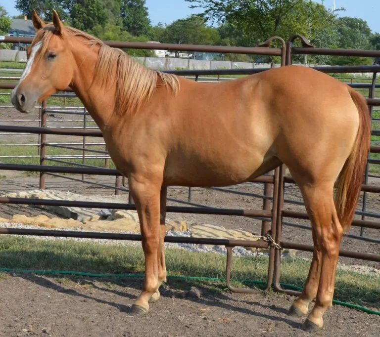 Quarter Horses for Sale - Image 3