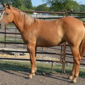 Quarter Horses for Sale