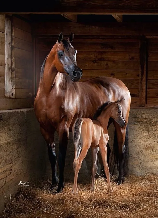 Arabian Horses for Sale - Image 2