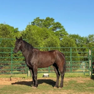 Mustang Dark Horse For Sale | Wild & Gentle Mustangs
